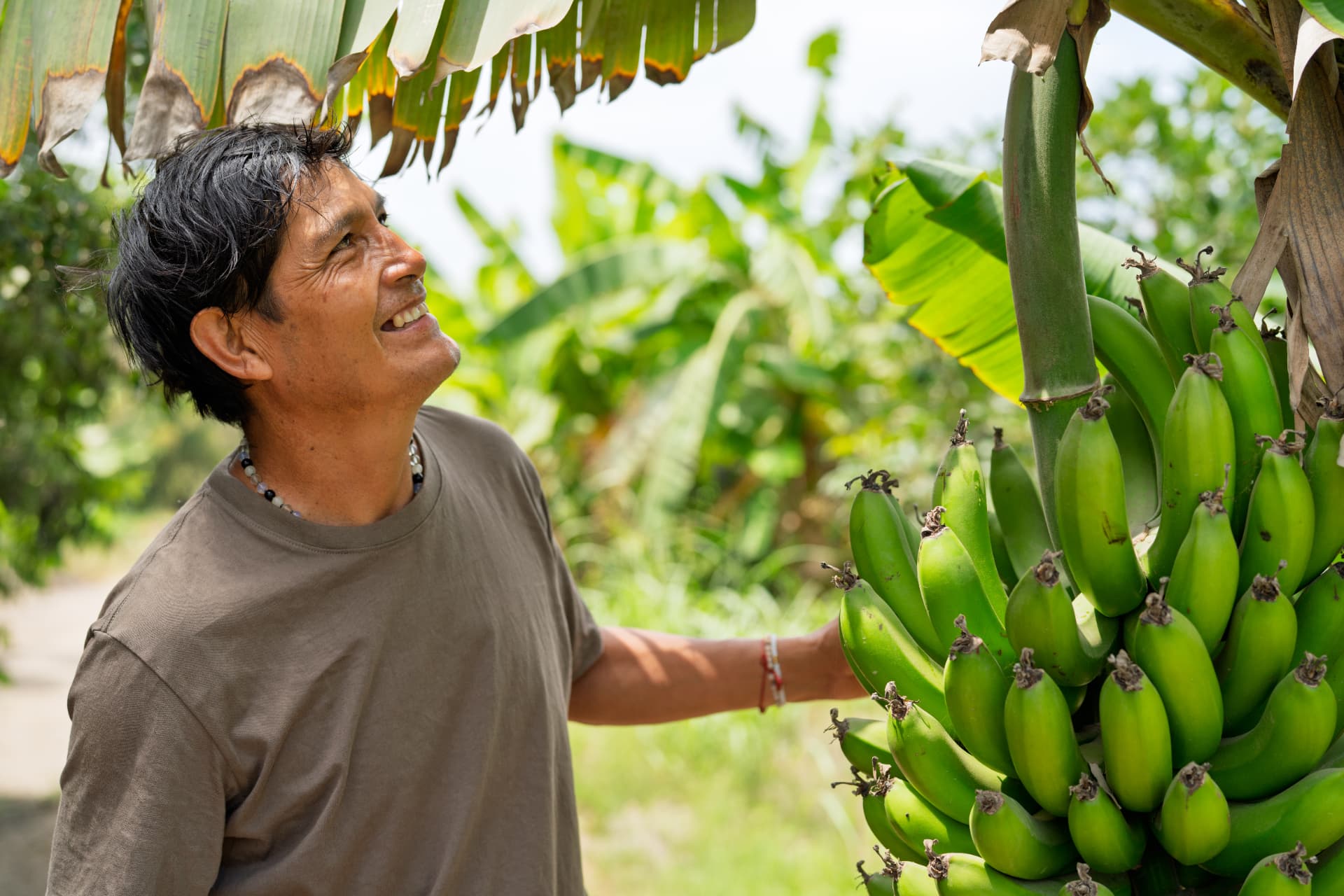 Smiling farmer inspecting green bananas in a tropical plantation