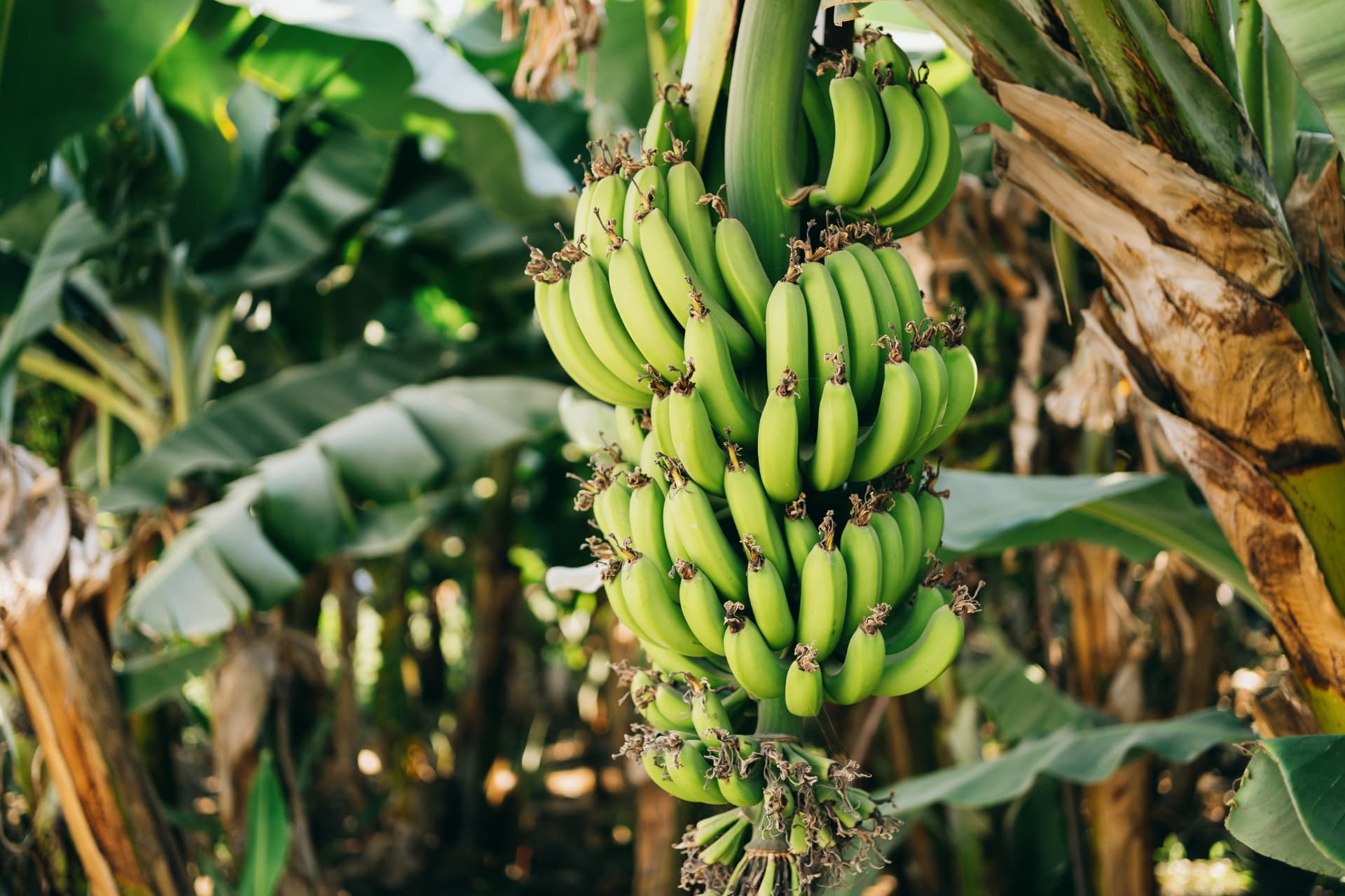 Green bananas growing on a tree in a sunlit Malaysian plantation